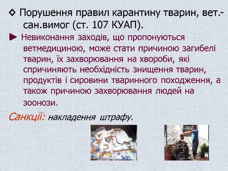 ◊ Порушення правил карантину тварин, вет.-сан.вимог (ст. 107 КУАП).  ► Невиконання заходів, що